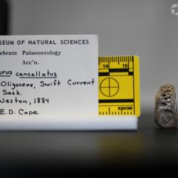 Ameiurus cancellatus