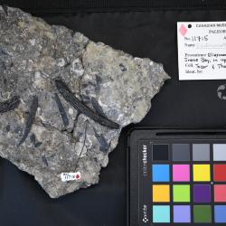 Ischnacanthus scheii