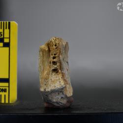 Ameiurus maconnellii