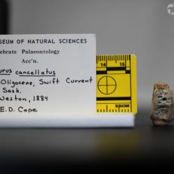 Ameiurus cancellatus