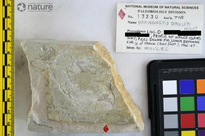 Baringaspis dineleyi