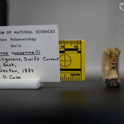 Ameiurus maconnellii