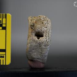 Ameiurus maconnellii