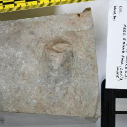 Stegobranchiaspis Elliott, 1983