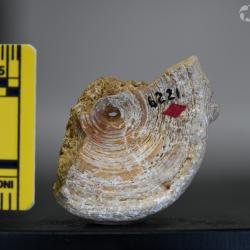 Ameiurus maconnellii