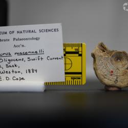 Ameiurus maconnellii