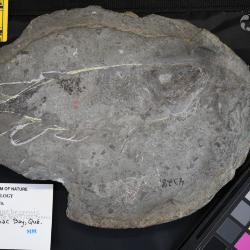 Quebecius quebecensis