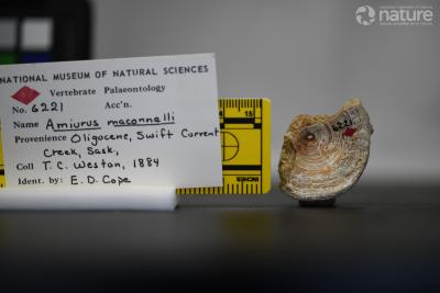 Ameiurus maconnellii