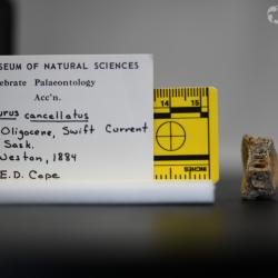 Ameiurus cancellatus