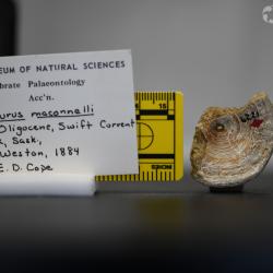 Ameiurus maconnellii