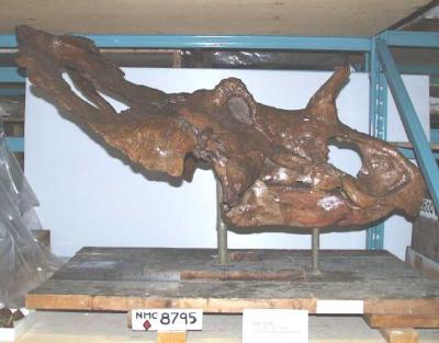 Centrosaurus apertus