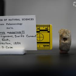 Ameiurus maconnellii