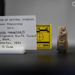 Ameiurus maconnellii