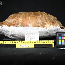 Testudo laticunea