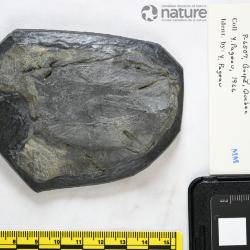 Quebecaspis Pageau, 1969