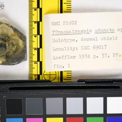 Traquairaspis Kiaer, 1932