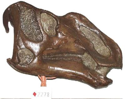 Gryposaurus notabilis