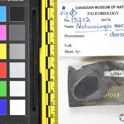 Nahanniaspis Dineley & Loeffler, 1976