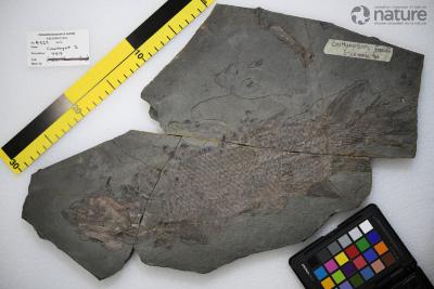 Eusthenopteron foordi