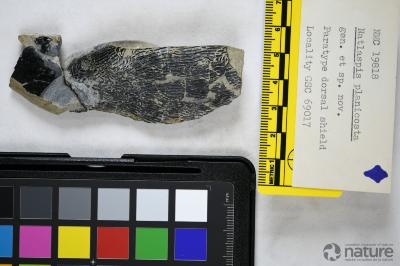 Natlaspis Dineley & Loeffler, 1976