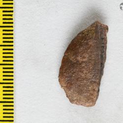 Capitaspis Elliott, 2013