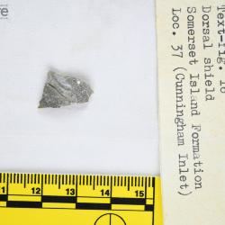 Anchipteraspis Elliott, 1984