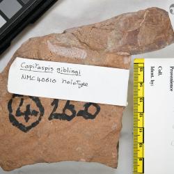 Capitaspis Elliott, 2013