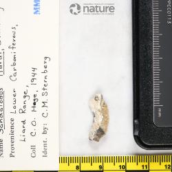 Sandalodus Newberry & Worthen, 1866