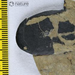 Asketaspis Dineley & Loeffler, 1976