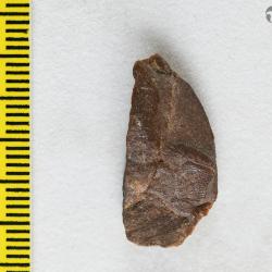 Capitaspis Elliott, 2013