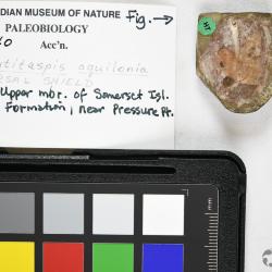 Ulutitaspis Elliott, 1984