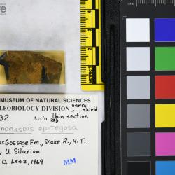 Vernonaspis Flower & Wayland-Smith, 1952