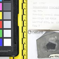 Nahanniaspis Dineley & Loeffler, 1976