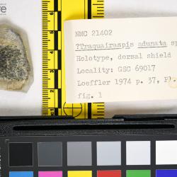 Traquairaspis Kiaer, 1932