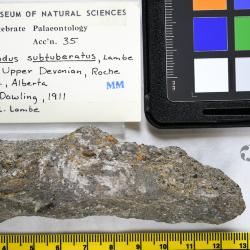 Helodus Agassiz, 1838