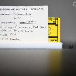 Belonostomus longirostris