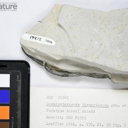 Canadapteraspis Dineley & Loeffler, 1976