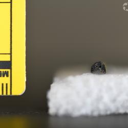 Belonostomus longirostris