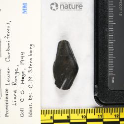 Sandalodus Newberry & Worthen, 1866