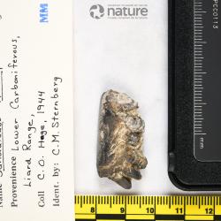 Sandalodus Newberry & Worthen, 1866