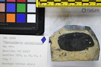 Traquairaspis Kiaer, 1932