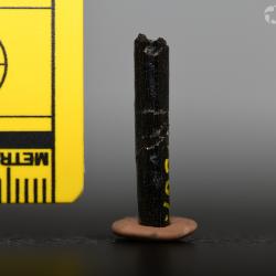 Belonostomus longirostris