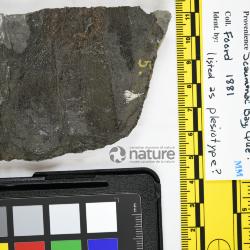 Eusthenopteron foordi