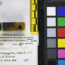 Vernonaspis Flower & Wayland-Smith, 1952