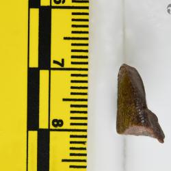 Capitaspis Elliott, 2013