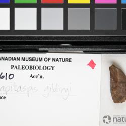 Capitaspis Elliott, 2013