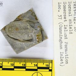 Anchipteraspis Elliott, 1984