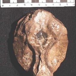 Troodon edmontonensis