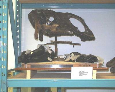 Brachylophosaurus canadensis