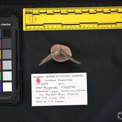 Acipenser albertensis